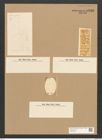 Amphora milesiana Greg. (de-Toni-Nr.: Genus 36, Species 1586) Zeichnungen Sammlung Grunow Nr. 3038 (NHMW-BOT-W0370430)